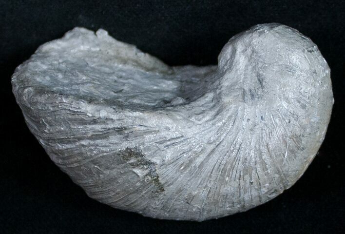 Gryphaea (Devil's Toenail) Fossil Oyster - Jurassic #9904